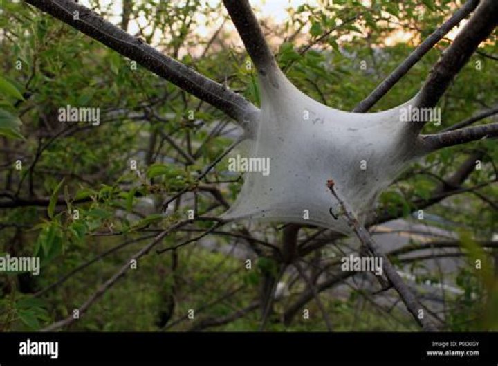 Spider-Looking Webs in Your Trees