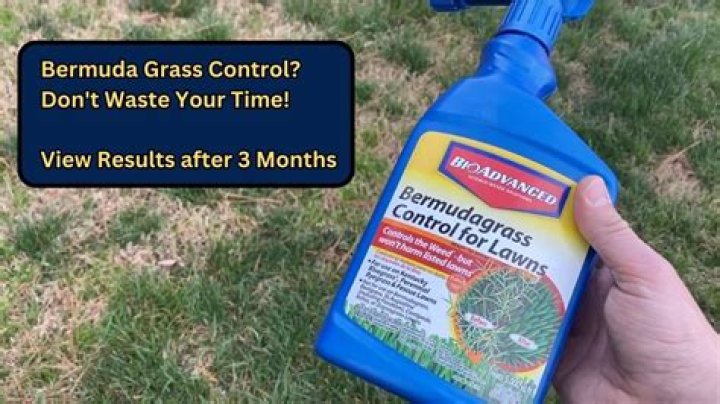 Spraying glyphosate on dormant bermudagrass lawns 01-15-07
