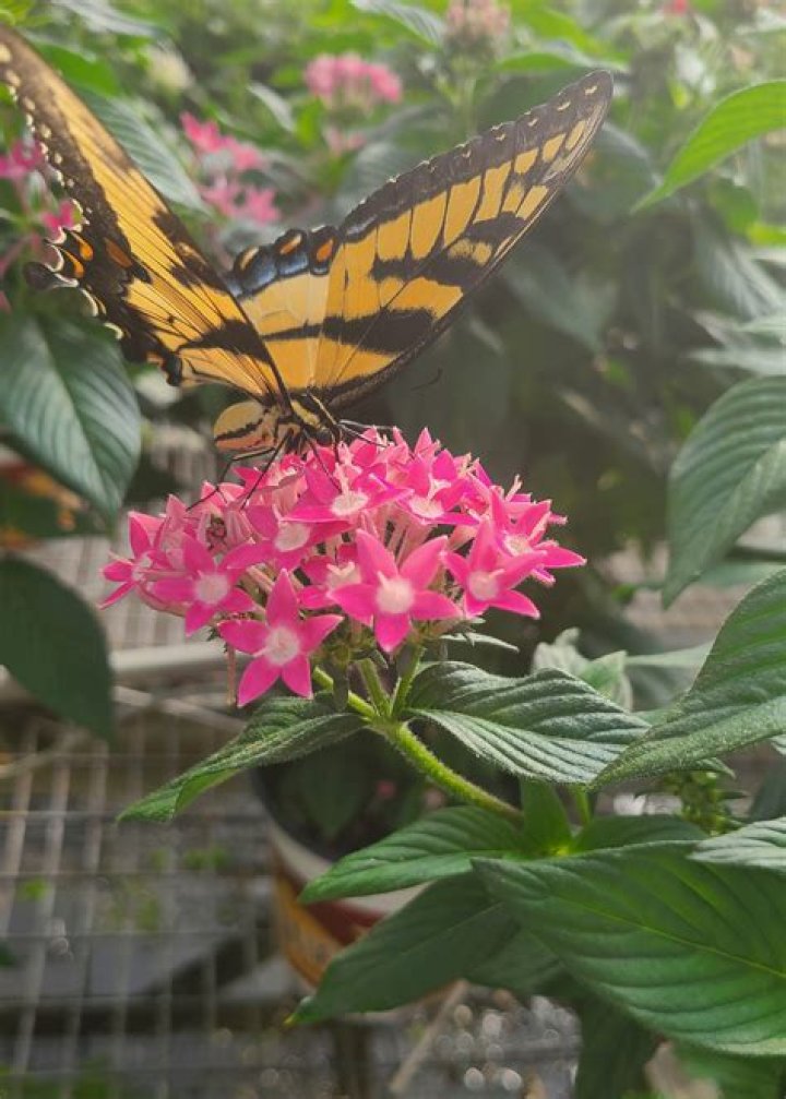 Still time to plant and enjoy summer pentas