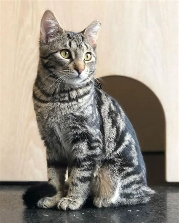 Strawberry Tabby: The Unique And Charming Cat Breed