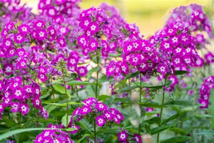 Summer phlox is a cherished perennial