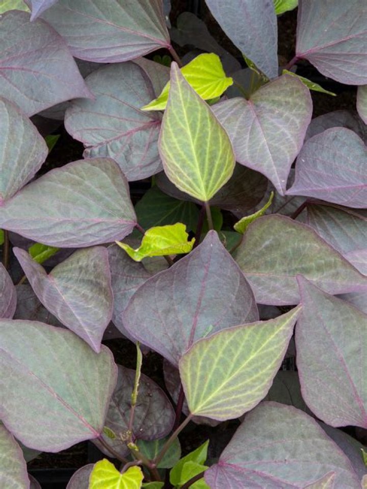 Sweet potato vine adds unique colors