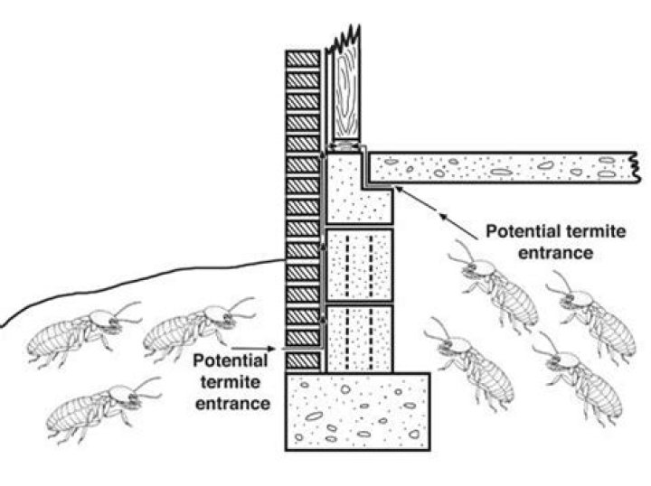 Termite Biology (eastern subterranean termites and Formosan termites)