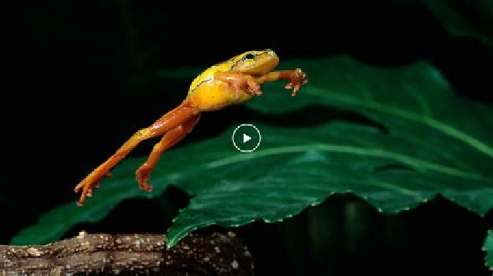the bizarre science behind frog legs