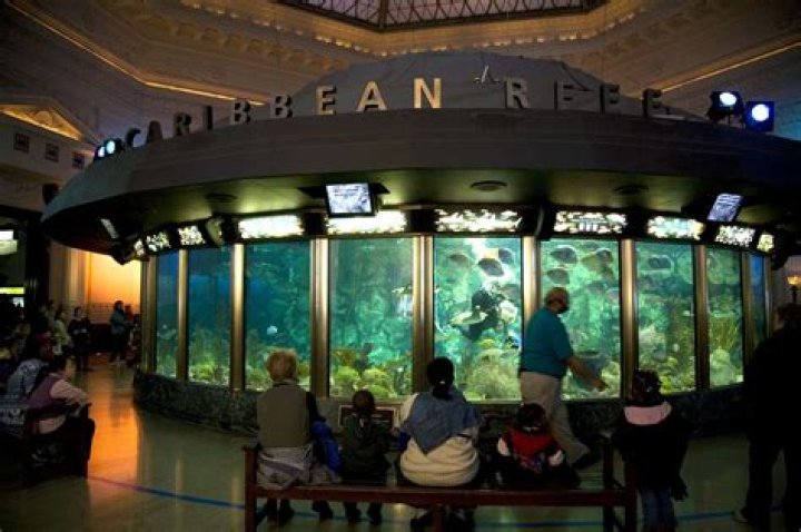 The Complete Guide to Shedd Aquarium Hotel Packages in Chicago