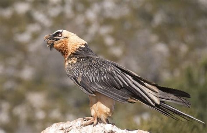 The Human Sexipede - Vulture