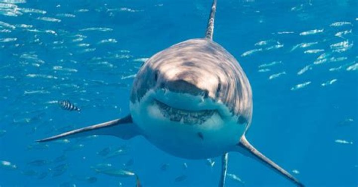 This Live Map Shows Exactly Where Sharks Are Roaming In The Ocean
