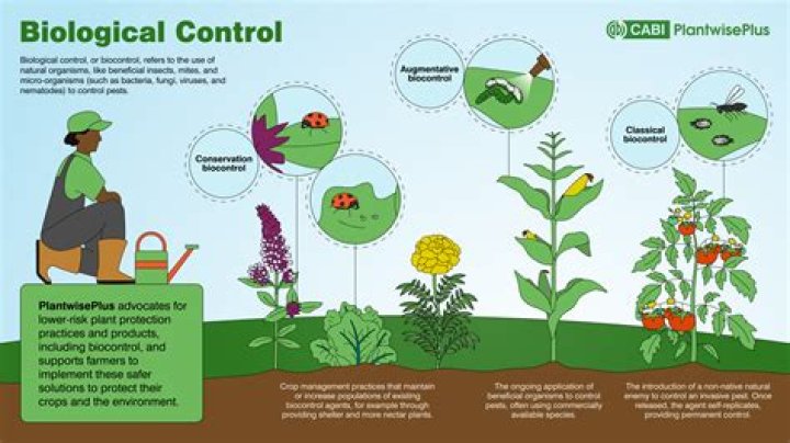 This year's cold weather may help control insects