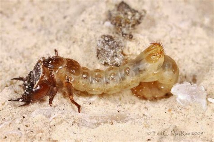 Tiger Beetle Larva, Vol. 8, No. 12