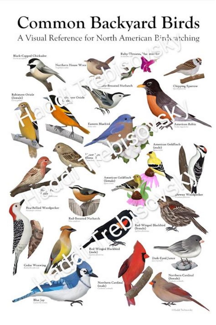 Tips for Identifying Backyard Birds