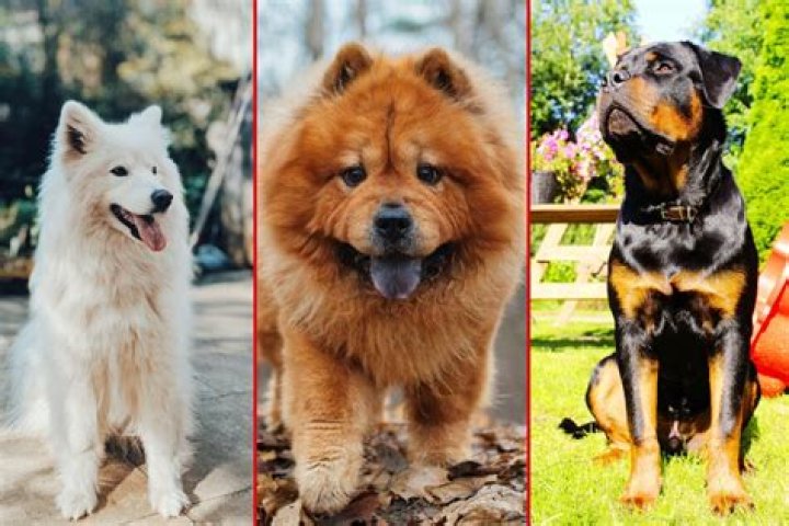 Top 10 Most Expensive Dogs in the World (2023)