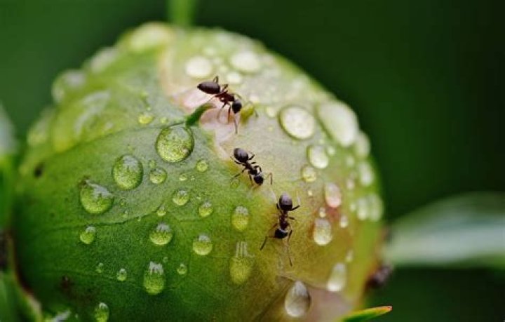 Top 15 Ant Facts - Biology, Lifespan, Diet & More