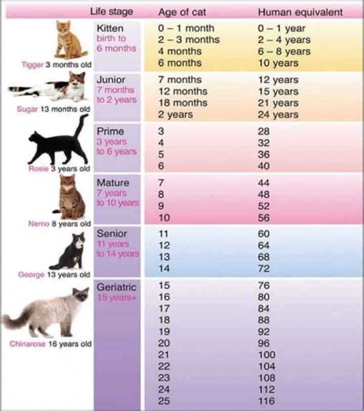 Top 20 Kitten Facts - Birth, Behavior, Development & More