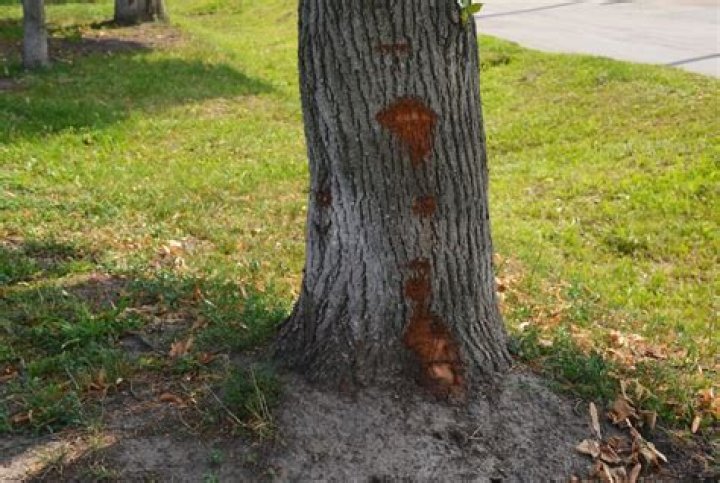 Tree Wounds: Should They Be Repaired?