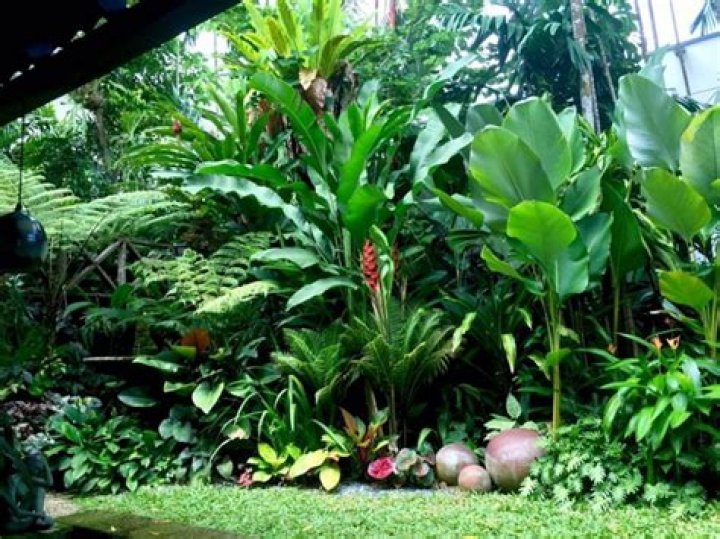 Tropical Plants in the Landscape