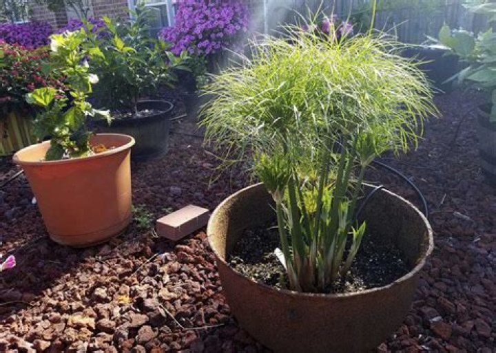 Try papyrus selections in Mississippi gardens