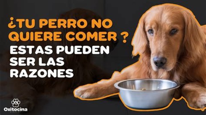 ¿Tu perro te quiere de verdad o es por la comida? El estudio que resuelve la duda
