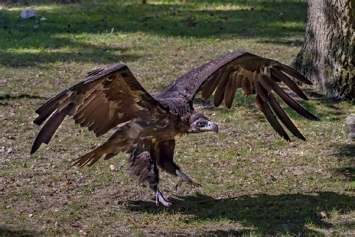 Twinks - Vulture