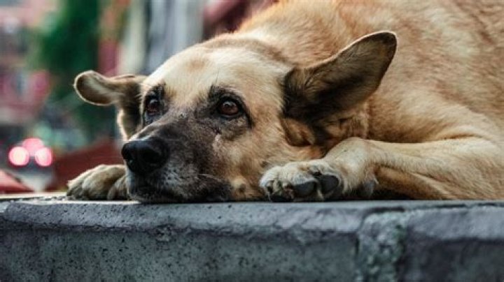 Understanding The Imskirby Dog Incident Video: An In-Depth Analysis