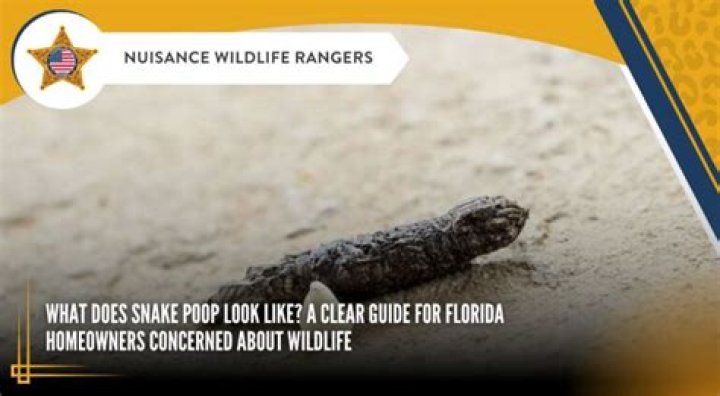 Unraveling The Mysteries Of Snake Shit: A Deep Dive Into Nature's Curiosities
