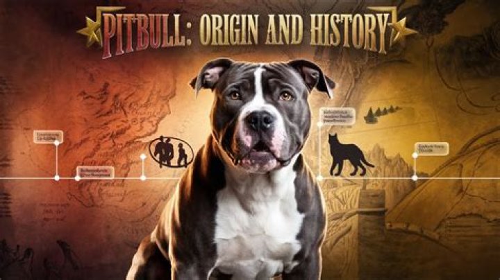 Unraveling The Roots Of Pitbull: Where Is He From?