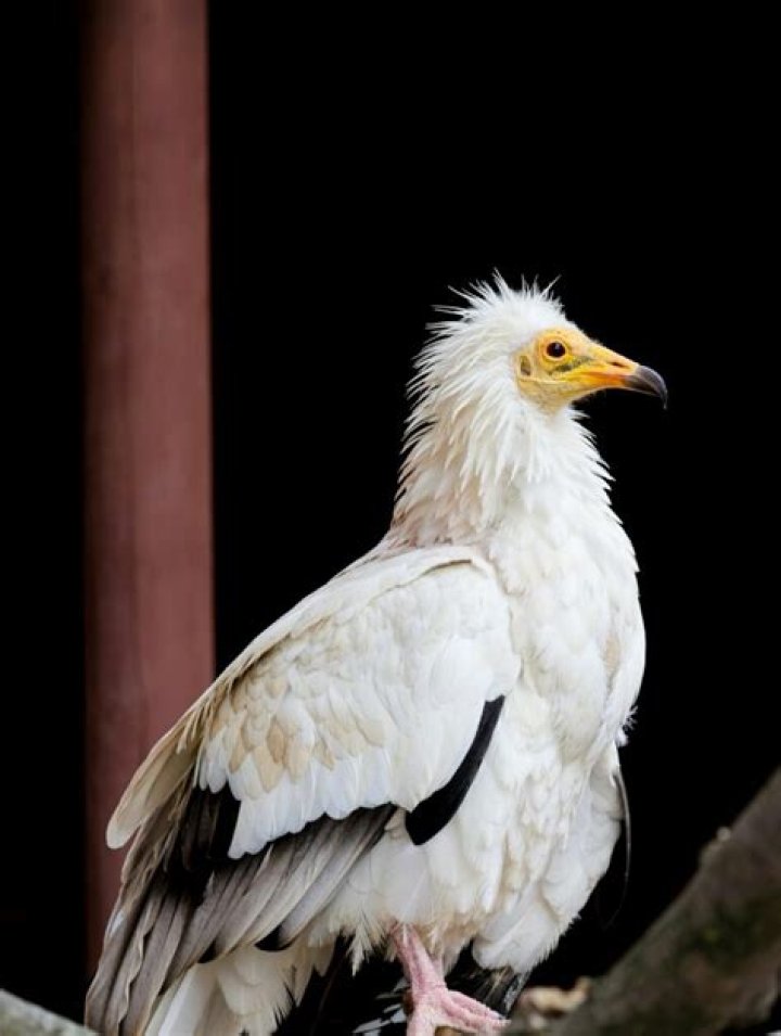 Van Barnes - Vulture
