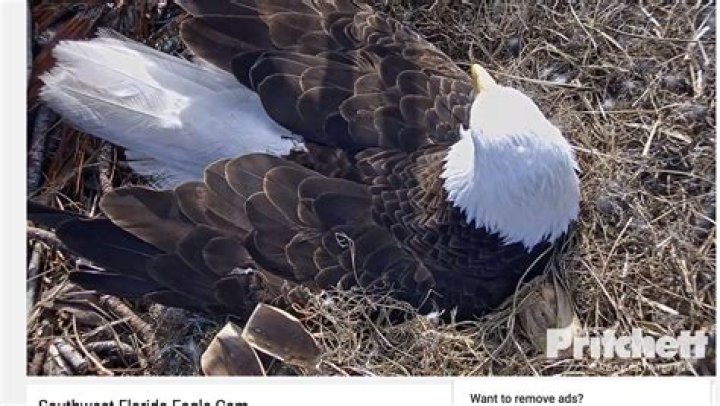 Watch: 'Eagle cam' streaming Fla. bald eagle births
