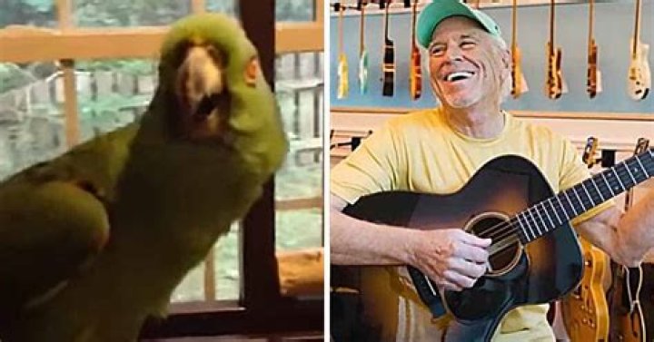 Watch This Amazon Parrot Impressively Singing The Infectious “Margaritaville”