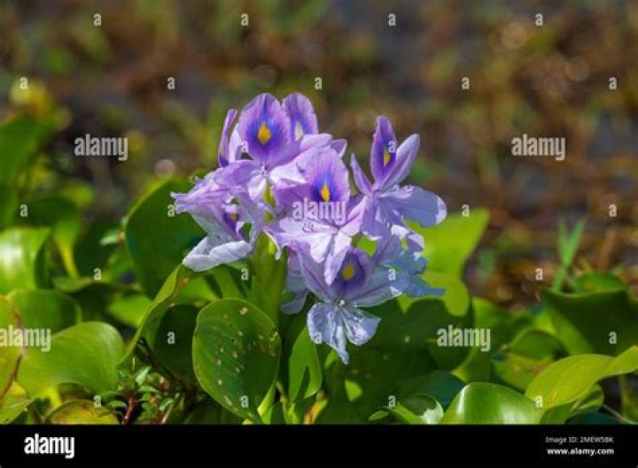 Water Hyacinth | Pontederia crassipes