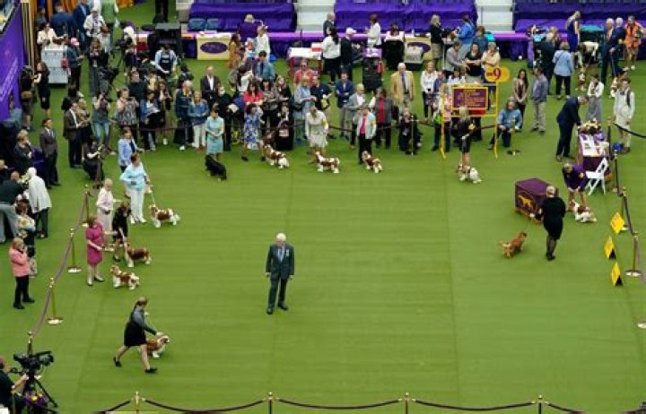 Westminster Dog Show 2023 Results: Best of Breed Winners and Monday Recap | News, Scores, Highlights, Stats, and Rumors