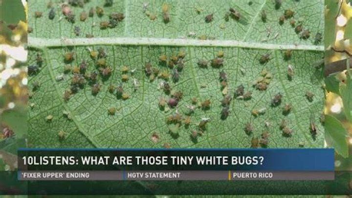 What are those tiny white bugs all over my yard?