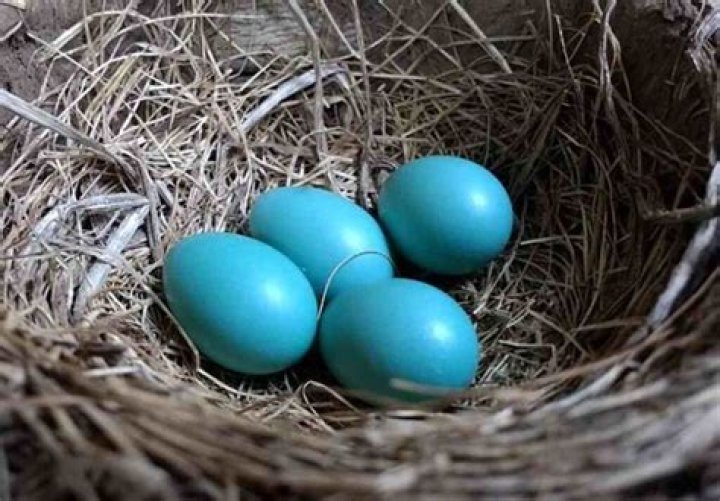 What Birds Lay Blue Eggs In Pennsylvania