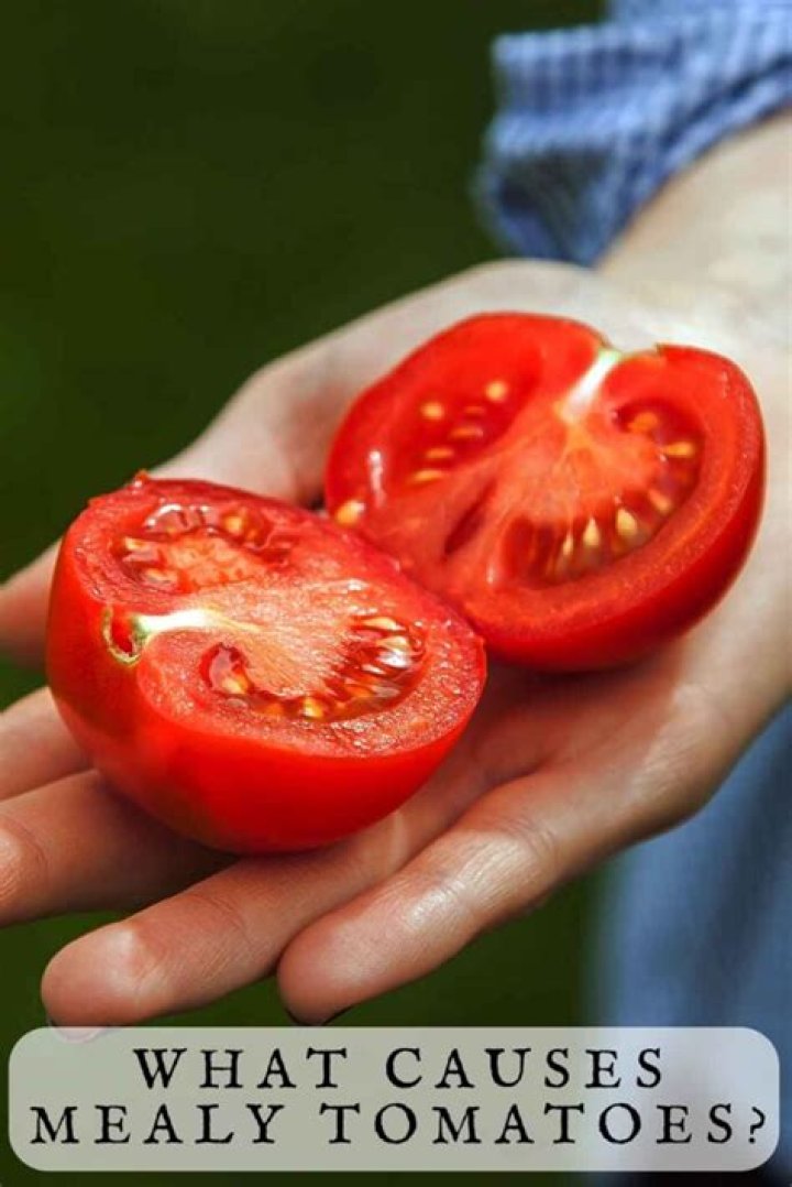 What causes tomatoes to become mealy or soft?