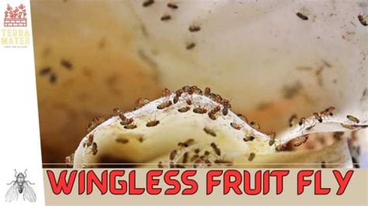 What do u call a wingless fly?