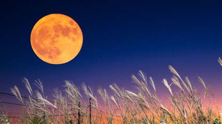 What is Cosmos in Harvest Moon?