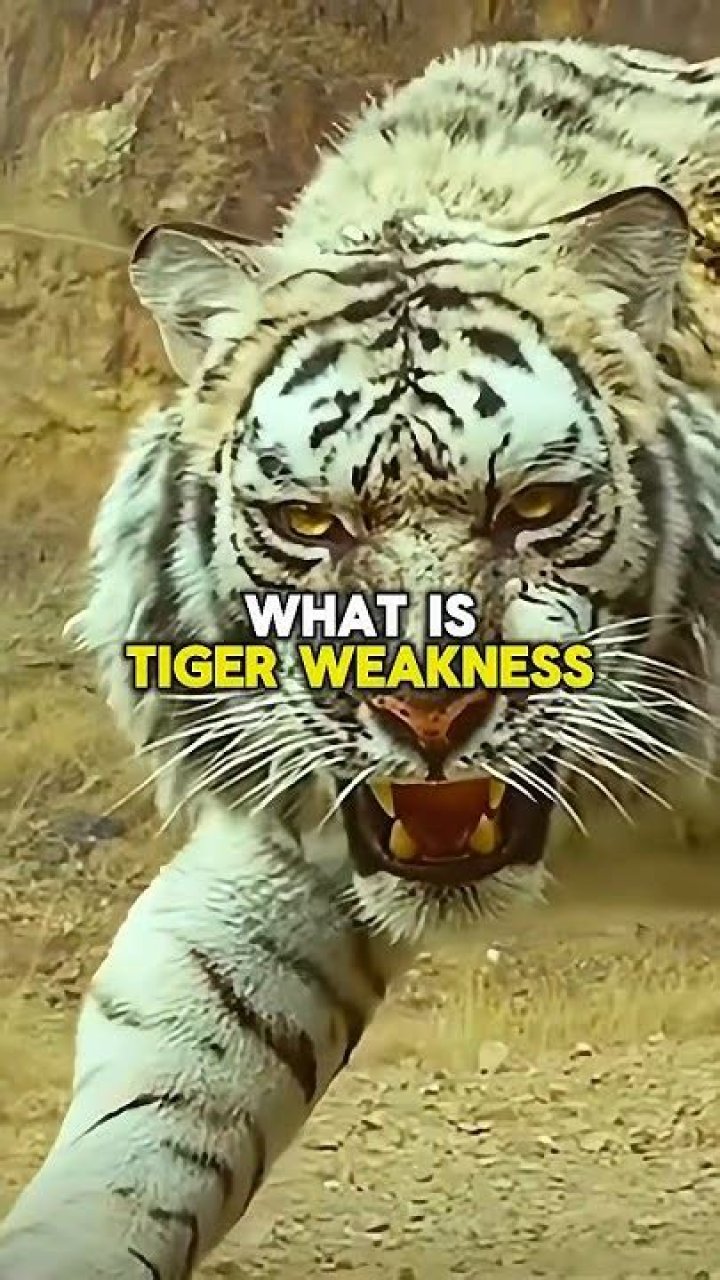 What is Neon Tiger weakness?