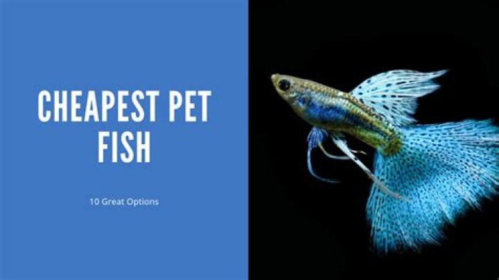 What is the cheapest fish to buy as a pet?
