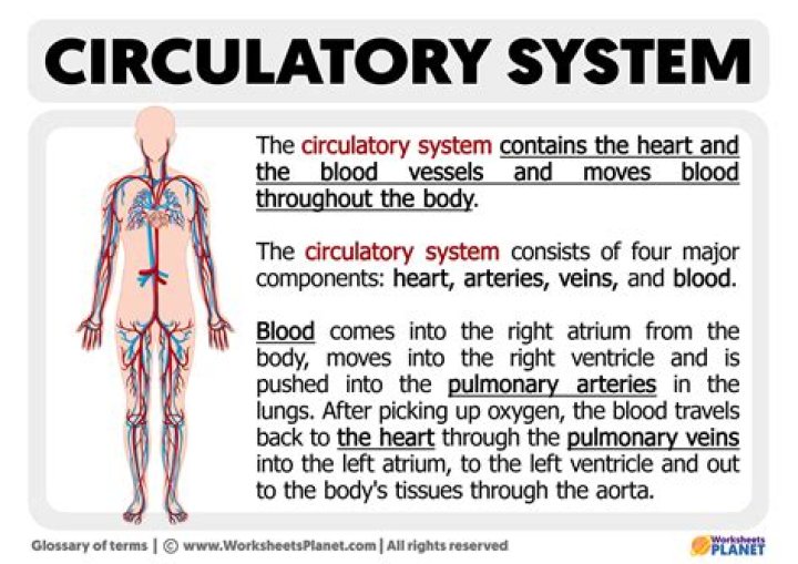 What is the Circulatory System