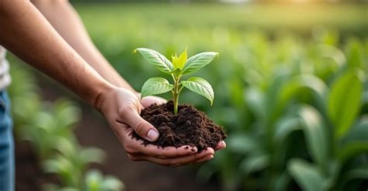 What kind of fertilizer can I use for greenhouse tomatoes?