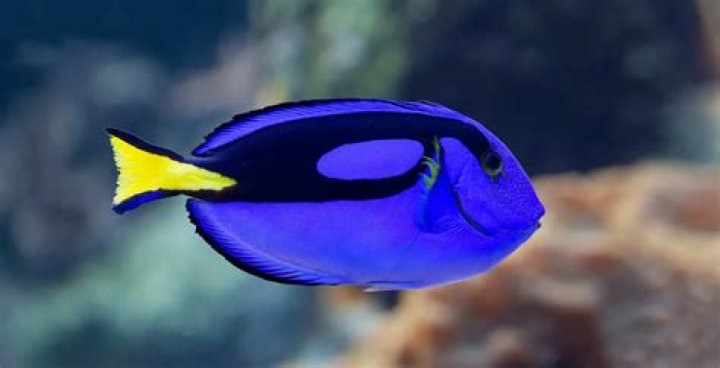What Kind of Fish is Dory?
