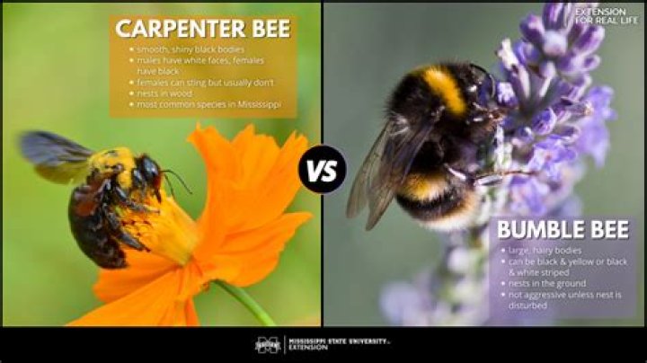 What’s the Difference in Carpenter Bees and Bumble Bees?
