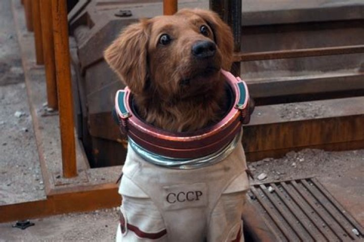When Did the Guardians of the Galaxy Adopt a (Space) Dog?