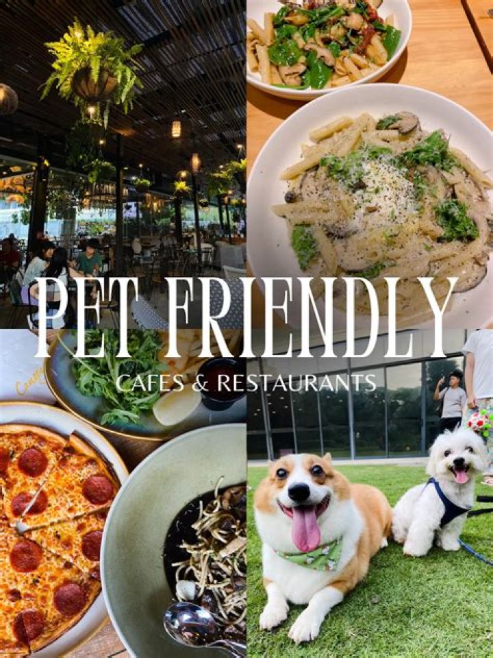 Where to find dog-friendly restaurants in Cobb County