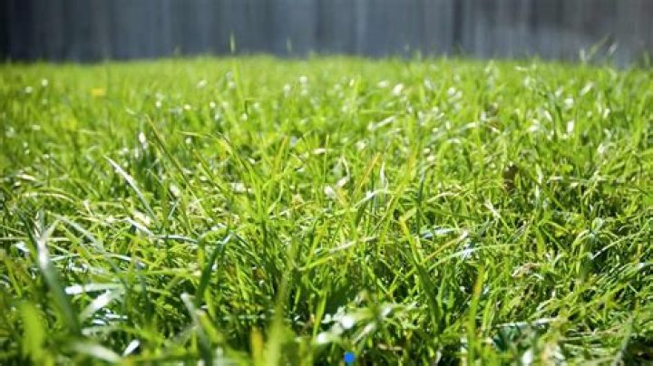 Which grass should I plant?
