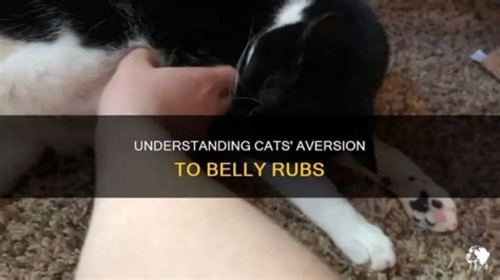 Why do cats hate belly rubs?