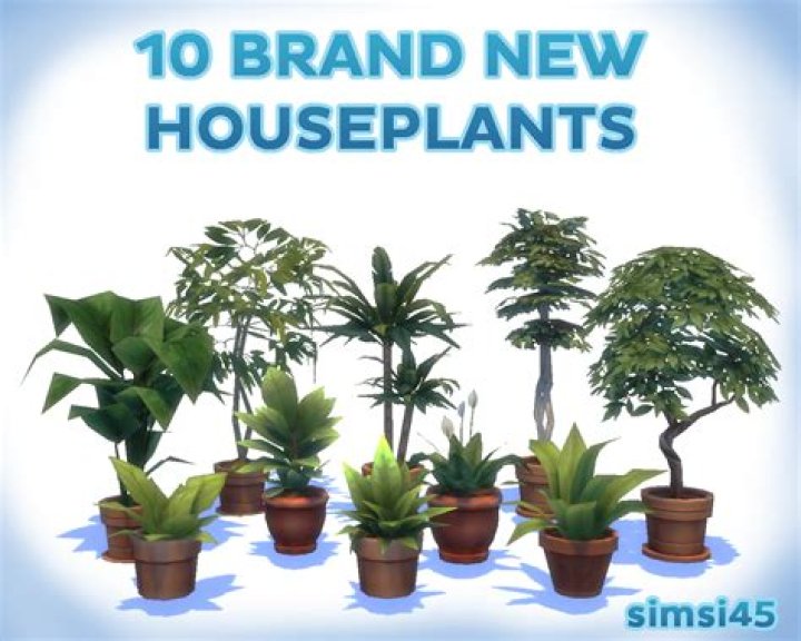 Why do my plants keep dying Sims 4?