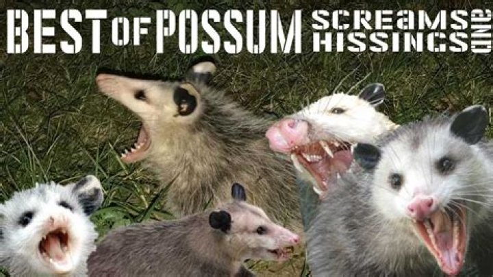Why do possums scream?