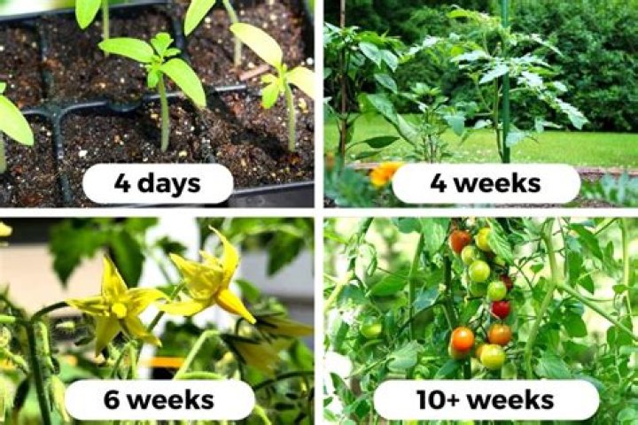 Why do the plants produce fruit that are too small?