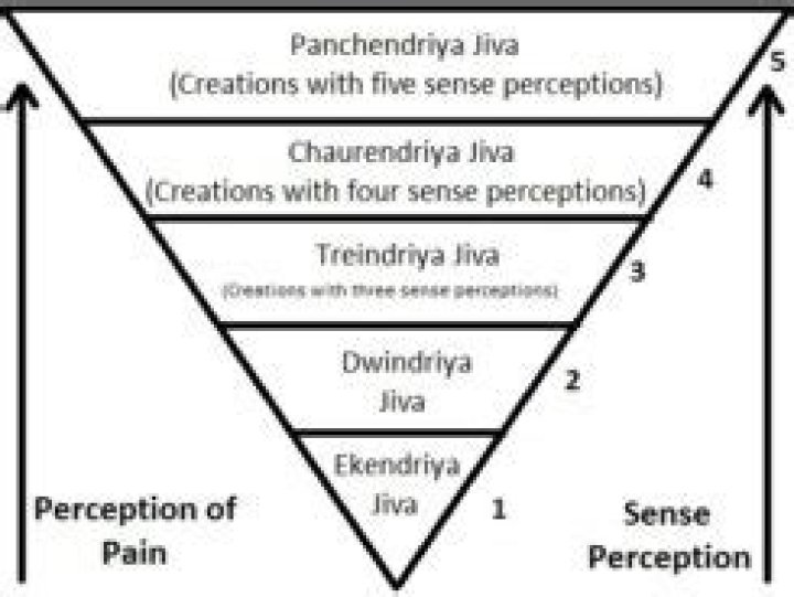 Why Jains are vegetarians? Why Jains do not eat root vegetables?