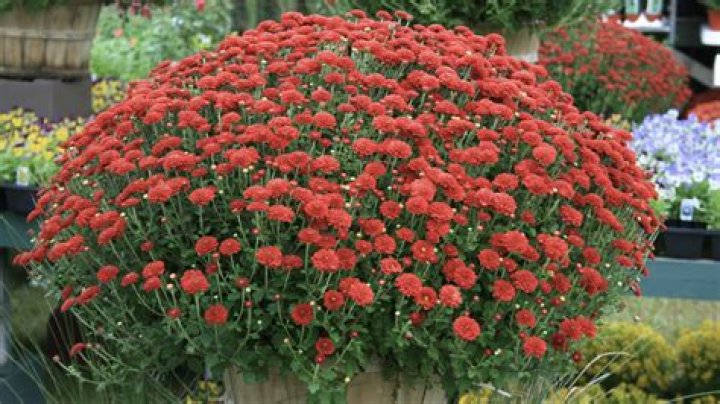 Why Should I Water Mums from the Bottom?
